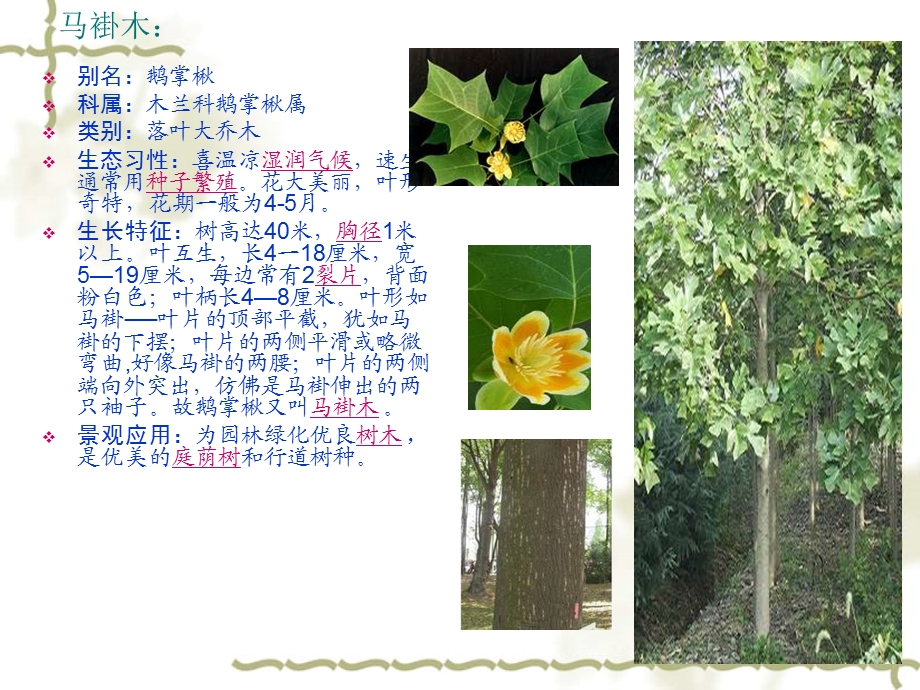 《景观植物介绍》PPT课件.ppt_第2页