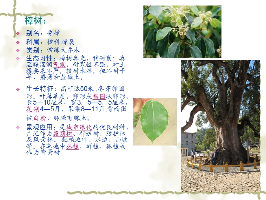 《景观植物介绍》PPT课件.ppt_第3页