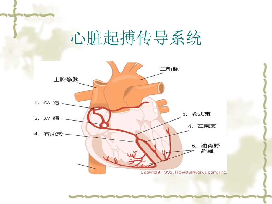 《读懂心电》PPT课件.ppt_第2页