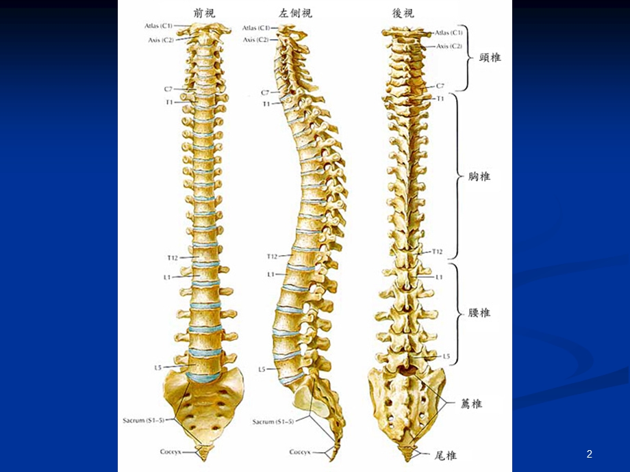 医学常识脊椎.ppt_第2页