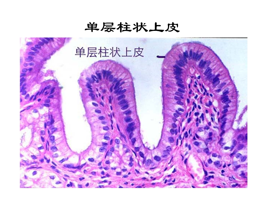 《实验重点个》PPT课件.ppt_第3页