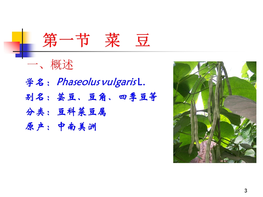 《设施菜豆栽培》PPT课件.ppt_第3页