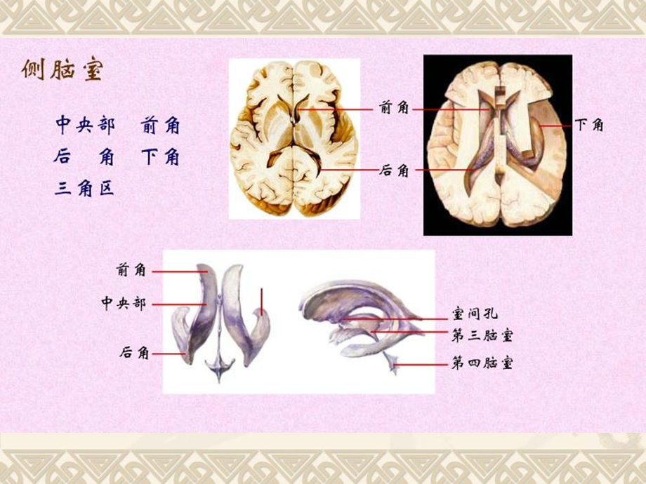 《脑室与脑池解剖》PPT课件.ppt_第3页