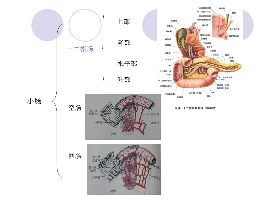 《小肠大肠》PPT课件.ppt_第3页