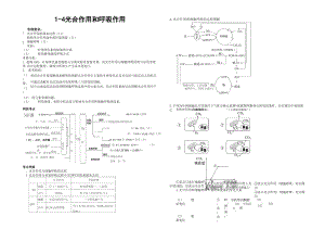 1-4 光合作用与呼吸作用.docx