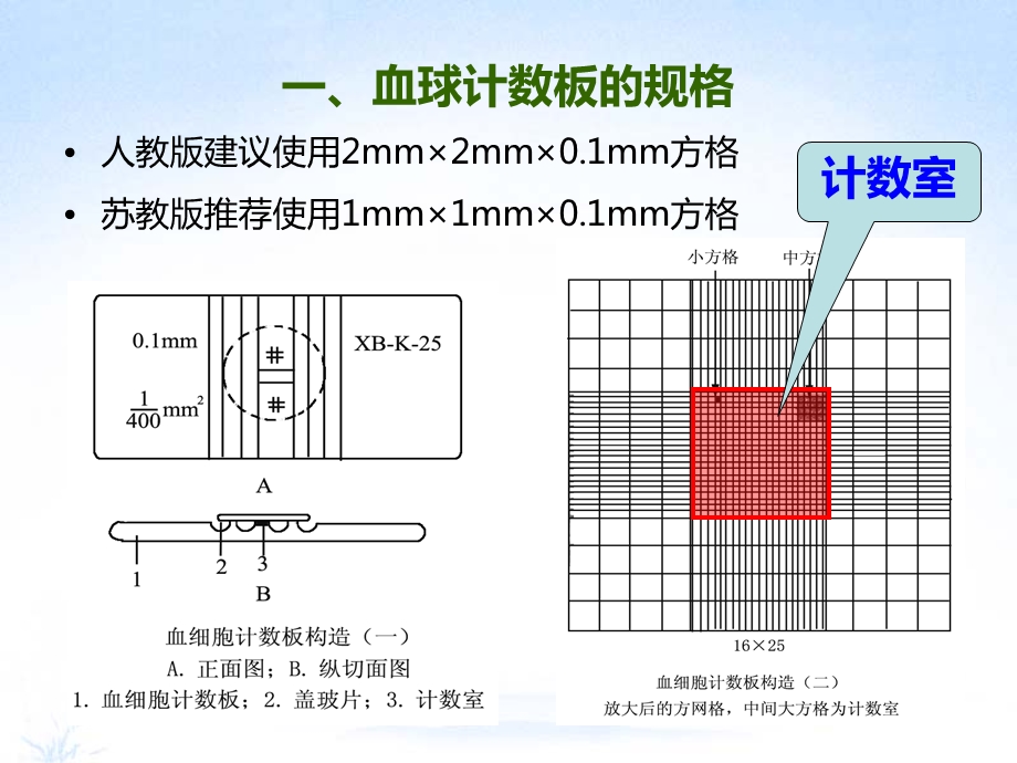 《血球计数板使用》PPT课件.ppt_第2页