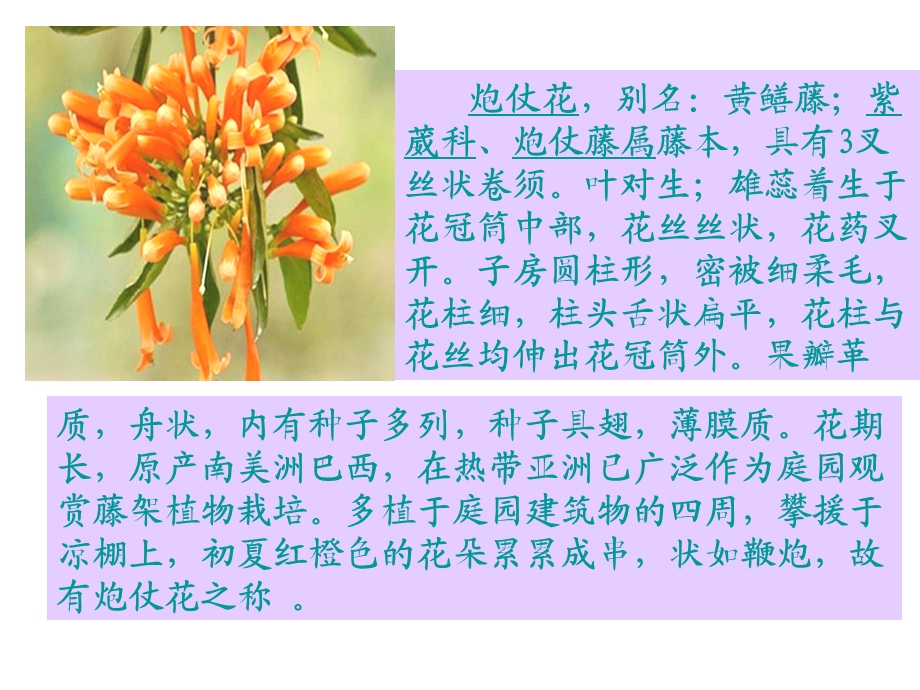 寻觅的足迹马玲.ppt_第2页