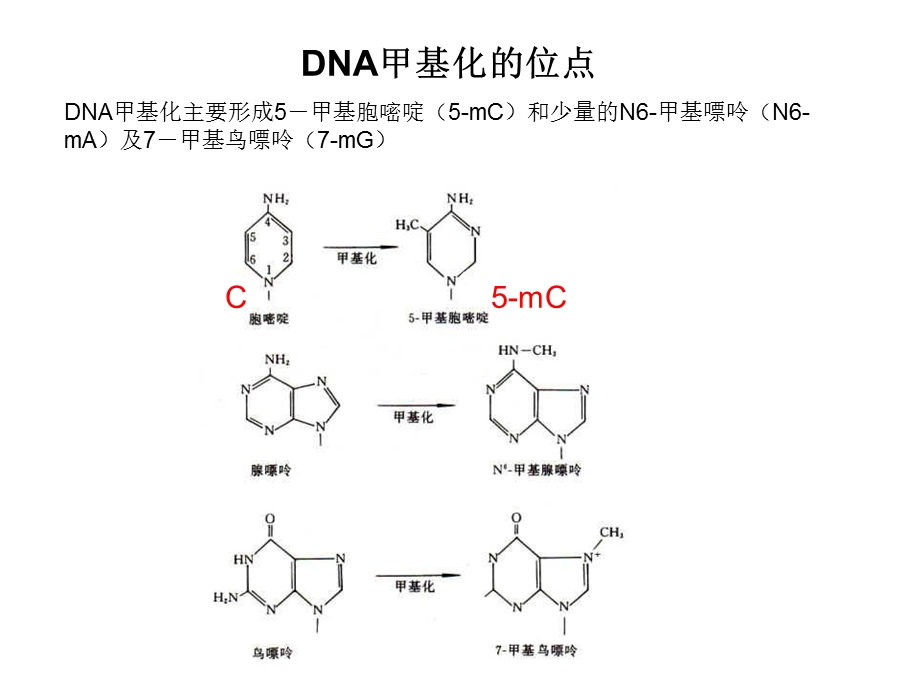 《转录后修饰》PPT课件.ppt_第3页