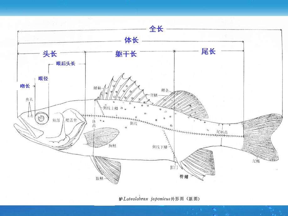 鱼类学实验终稿.ppt_第3页