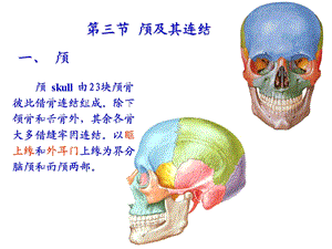 《颅骨及其连结》PPT课件.ppt