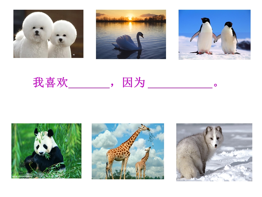 《绘本小绿狼》PPT课件.ppt_第1页