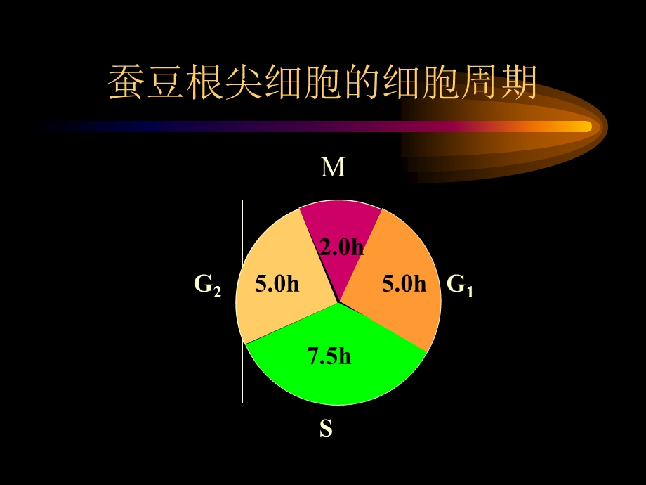 《遗传的染色体学说》PPT课件.ppt_第3页