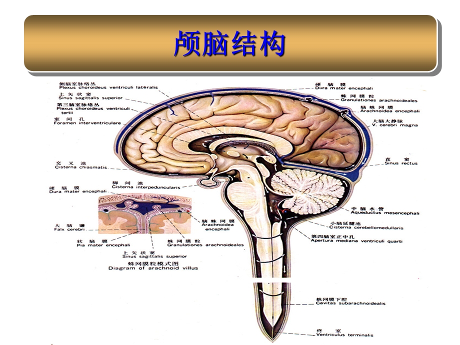 蛛网膜下腔出血的护理.ppt_第2页