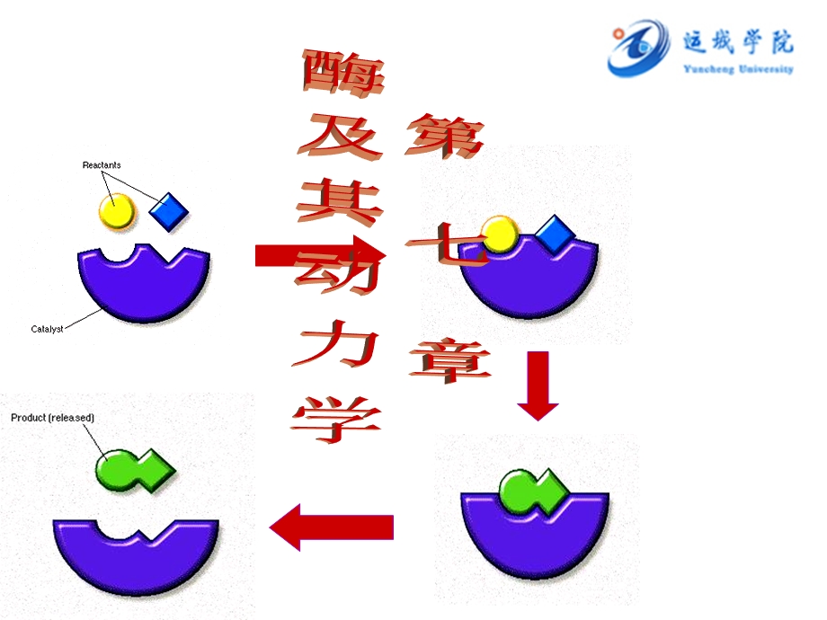 《酶及其动力学》PPT课件.ppt_第1页