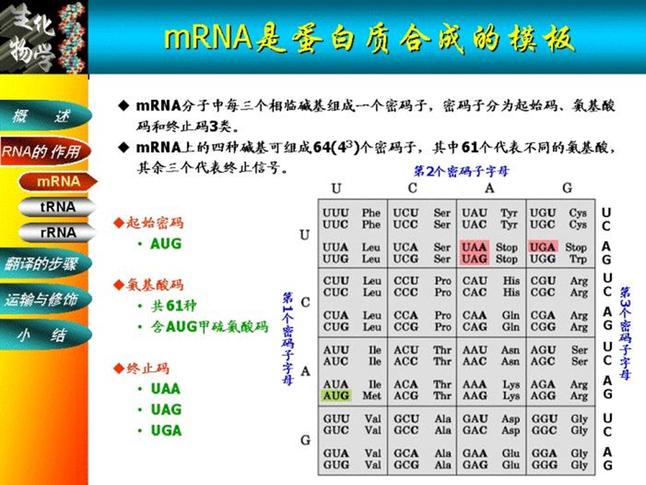 《蛋白质生物合成》PPT课件.ppt_第3页