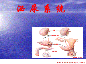 《解剖泌尿系统》PPT课件.ppt