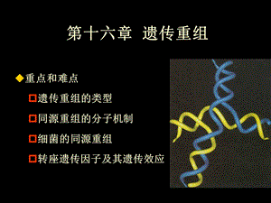 《遗传重组》PPT课件.ppt