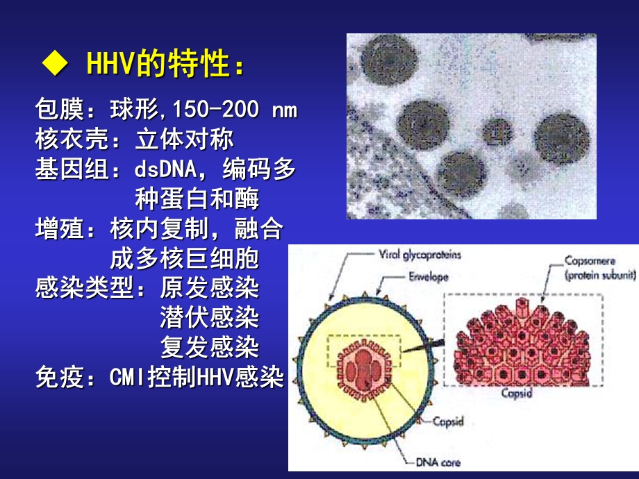 《人疱疹病毒》PPT课件.ppt_第2页