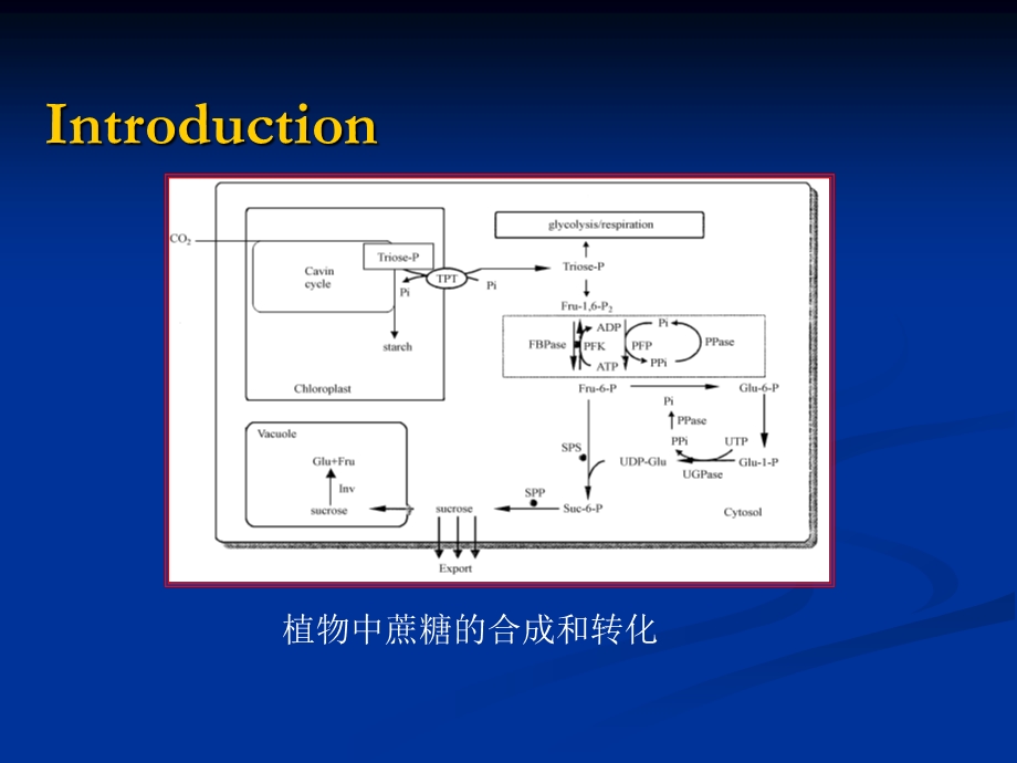 学生王玉霞导师梁建生.ppt_第3页