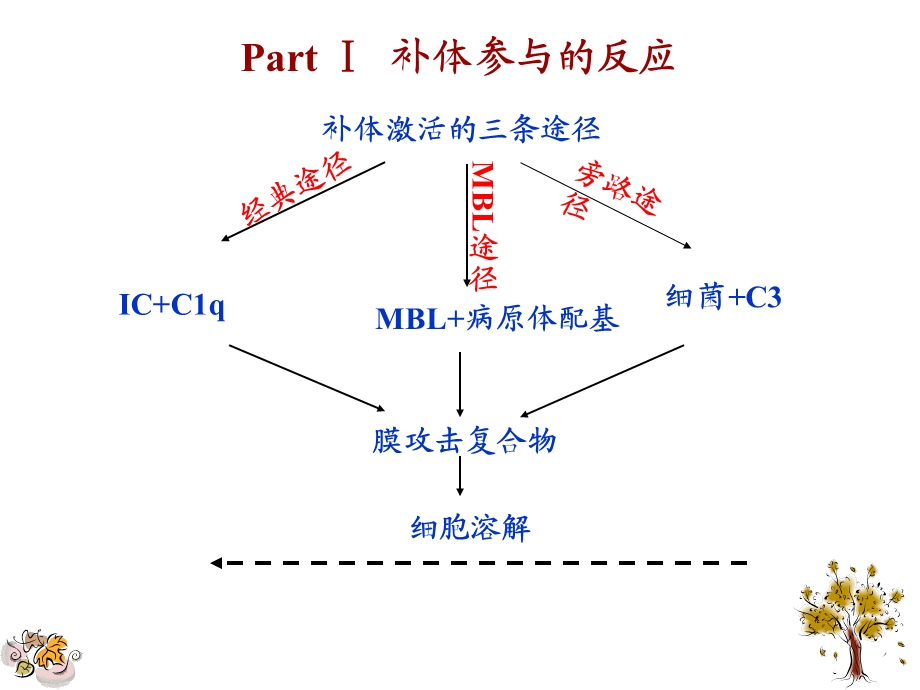 《补体参与的反应》PPT课件.ppt_第3页