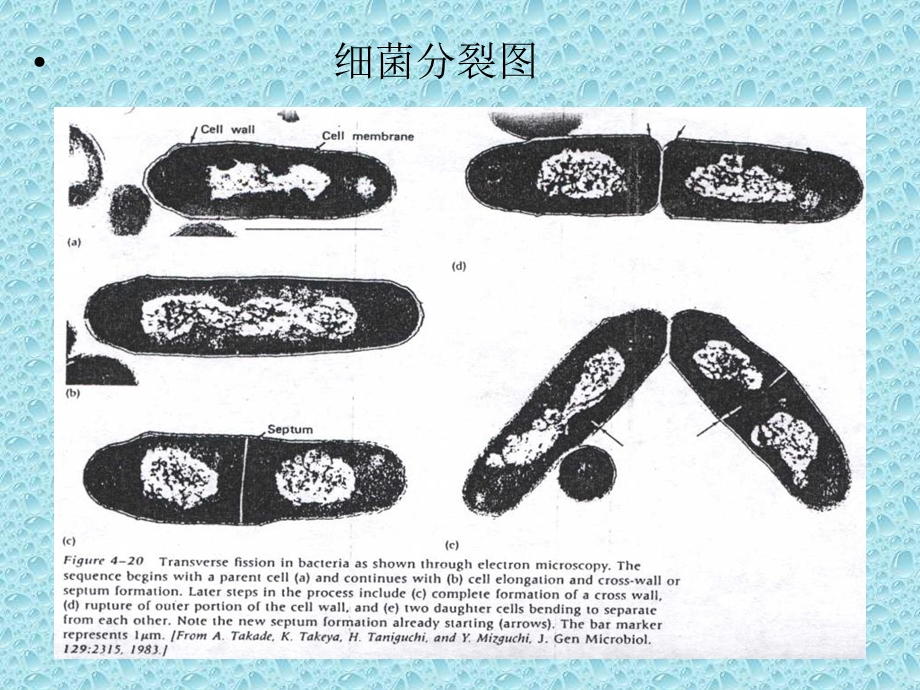 《菌种培养》PPT课件.ppt_第2页