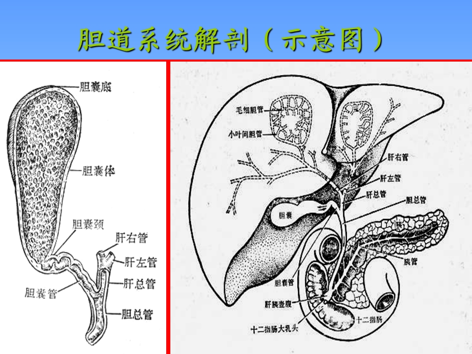 《胰腺疾病诊断》PPT课件.ppt_第3页