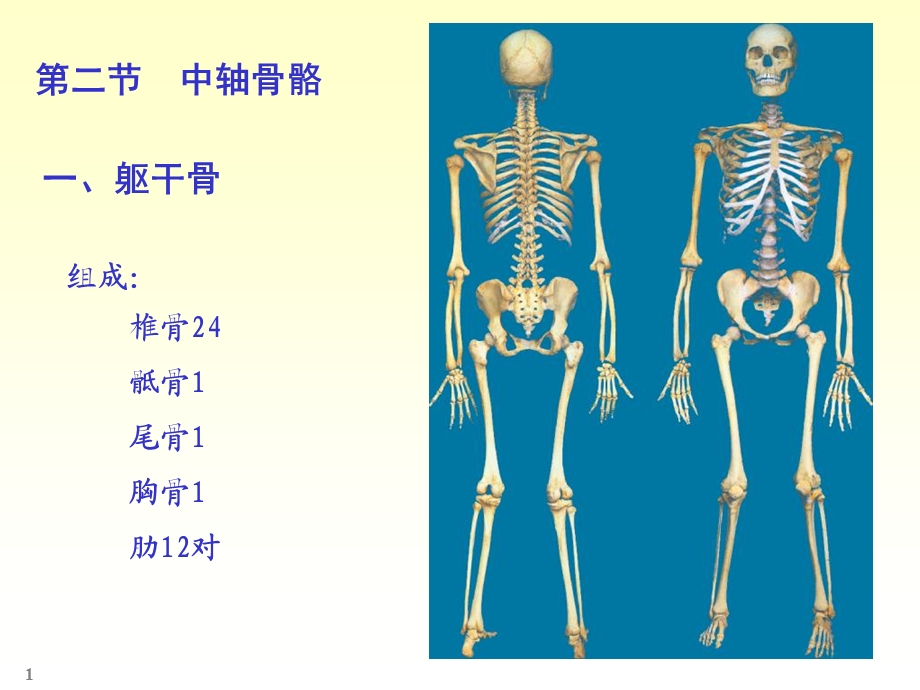 《骨学各论》PPT课件.ppt_第1页