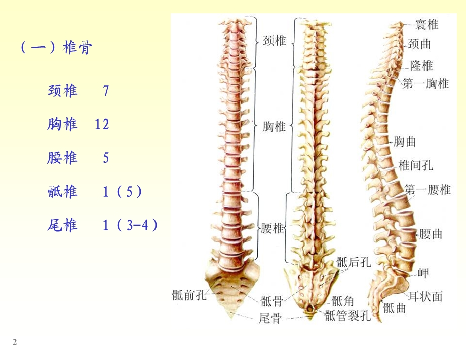 《骨学各论》PPT课件.ppt_第2页