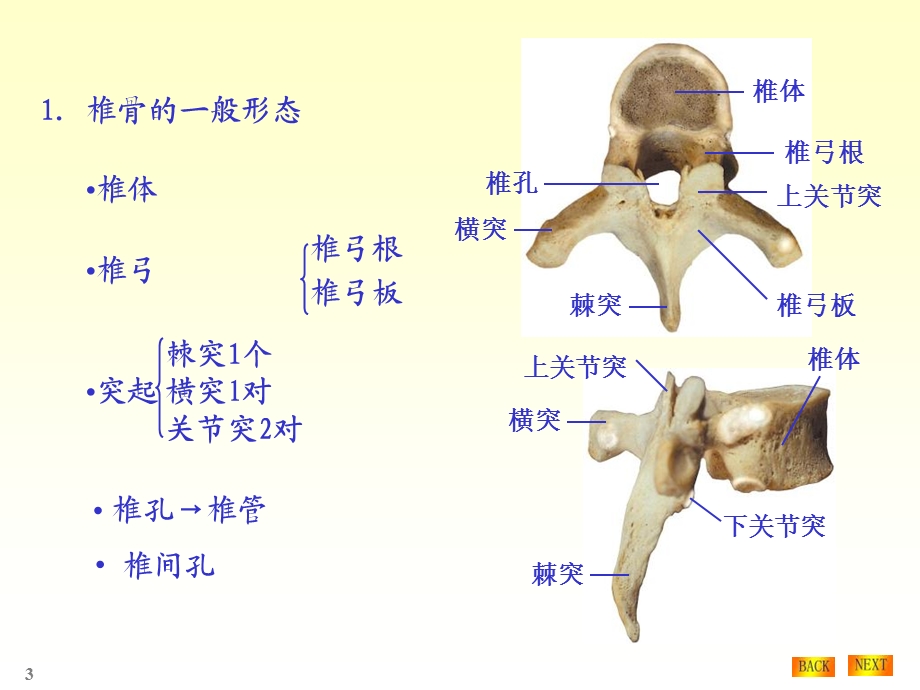 《骨学各论》PPT课件.ppt_第3页