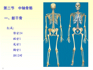 《骨学各论》PPT课件.ppt