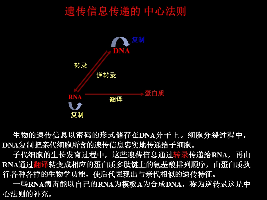 《转录基本知识》PPT课件.ppt_第2页