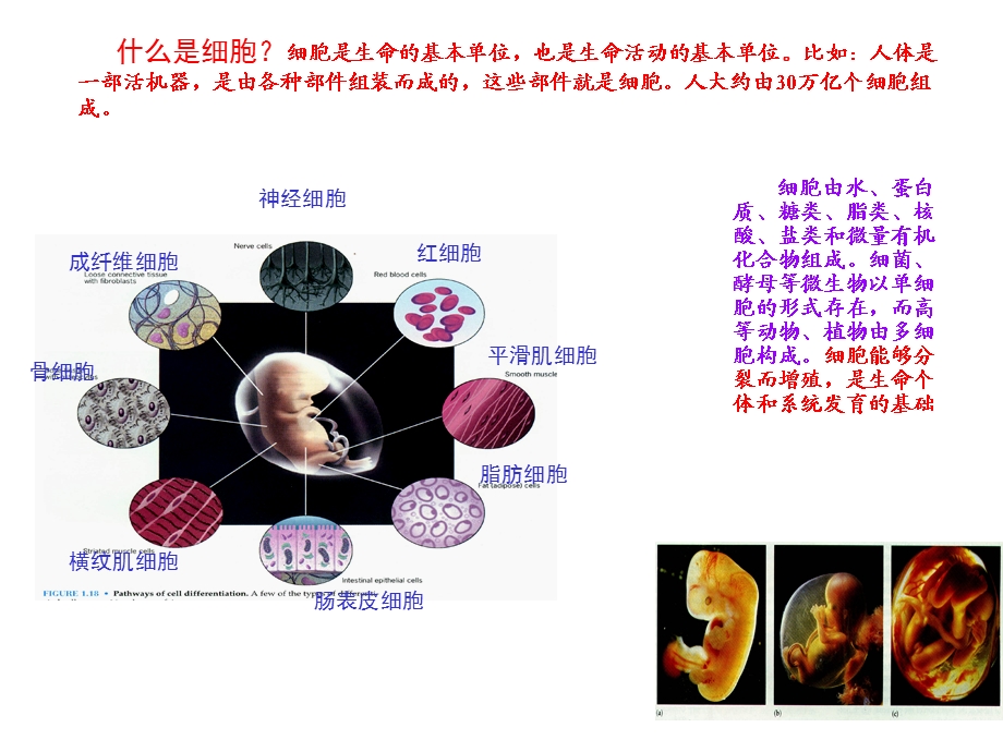 《松珍产品宣传》PPT课件.ppt_第3页