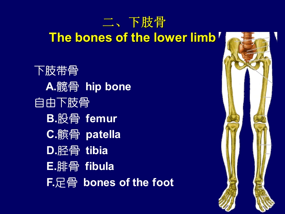 《肢骨关节总论》PPT课件.ppt_第2页