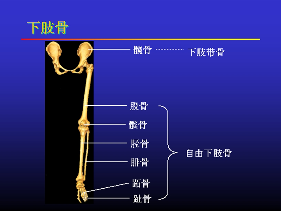 《肢骨关节总论》PPT课件.ppt_第3页