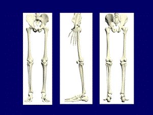 《肢骨关节总论》PPT课件.ppt