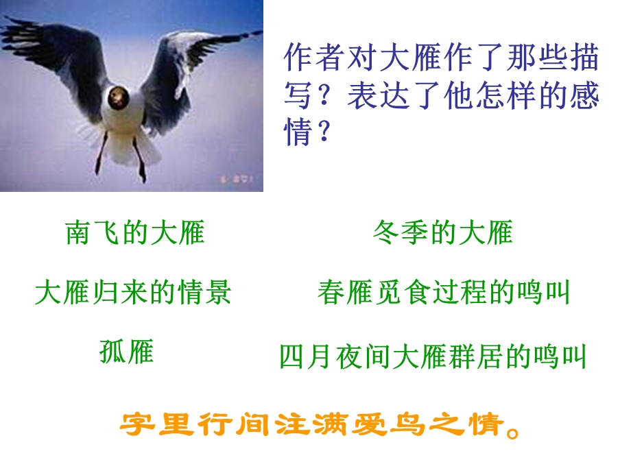 《语文大雁归来》PPT课件.ppt_第3页