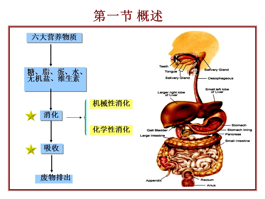 《消化系统张》PPT课件.ppt_第2页