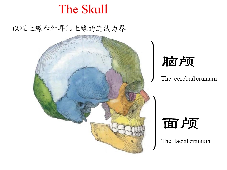 颅骨及其连接修改.ppt_第1页