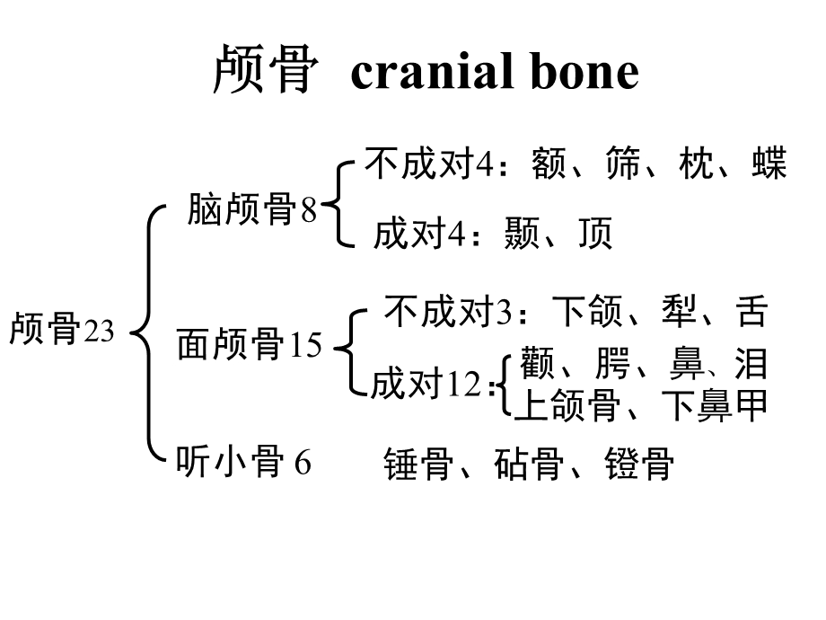 颅骨及其连接修改.ppt_第2页