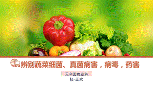 《辨别蔬菜各类病害》PPT课件.ppt