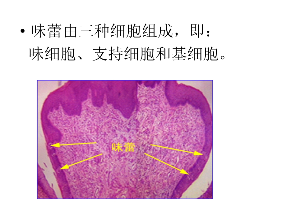 第九章食品调味剂.ppt_第3页