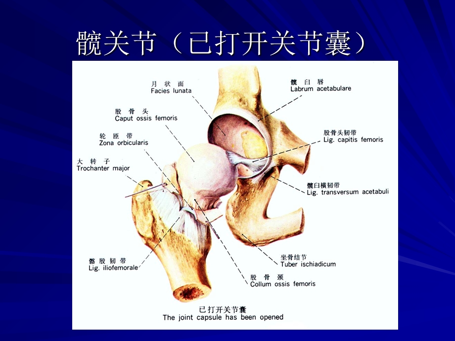 《髋关节运动学》PPT课件.ppt_第1页