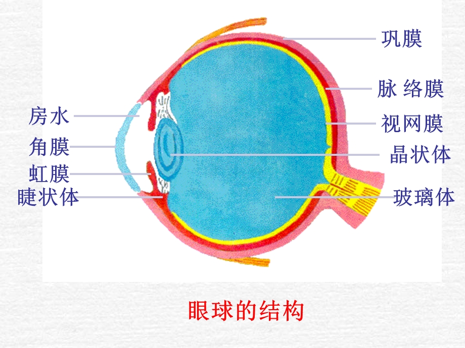 第三节眼凸透镜成像.ppt_第2页