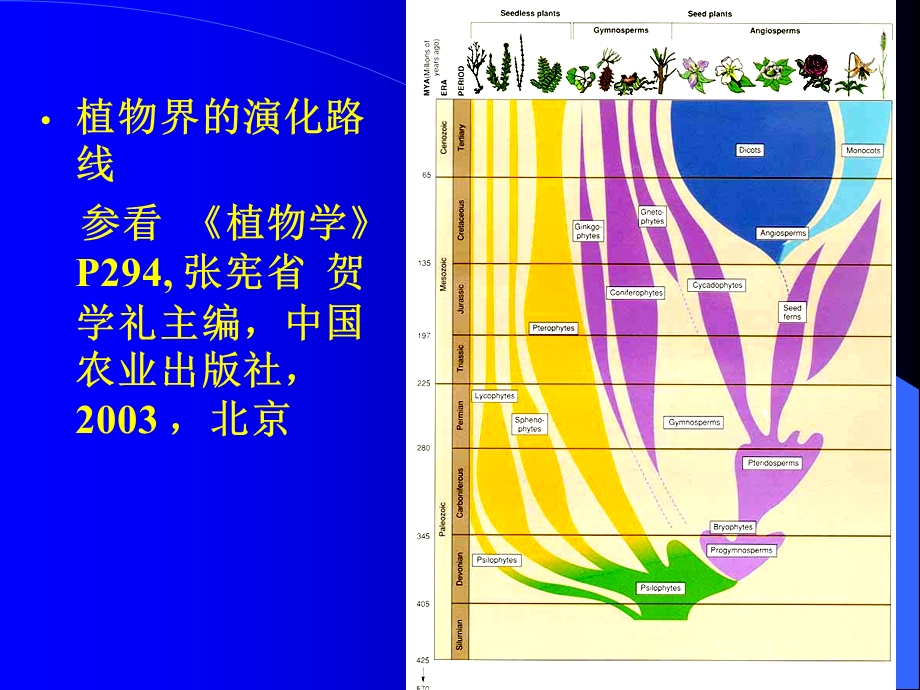 被子植物分科概述.ppt_第3页