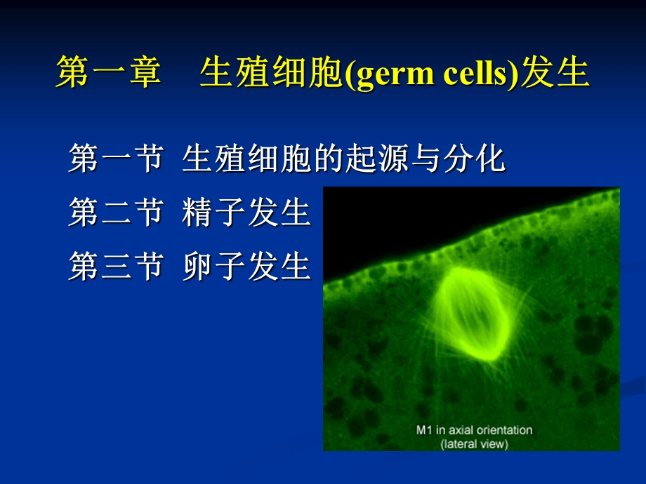 第一章生殖细胞发生.ppt_第1页