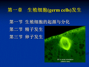 第一章生殖细胞发生.ppt