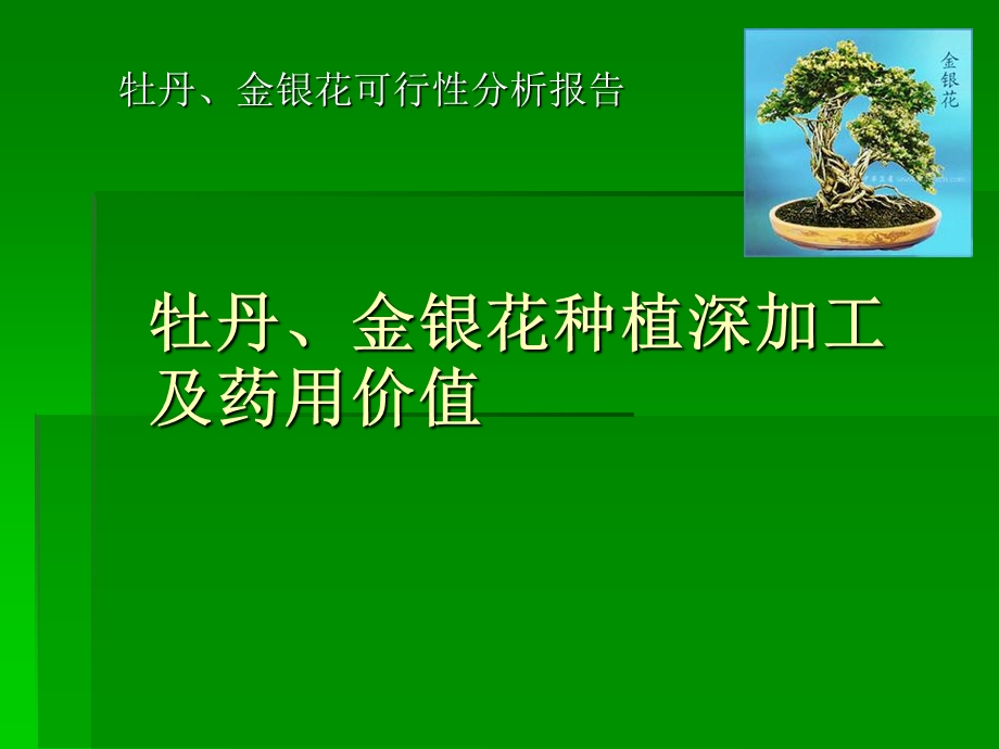 牡丹的药用价值 .ppt_第1页