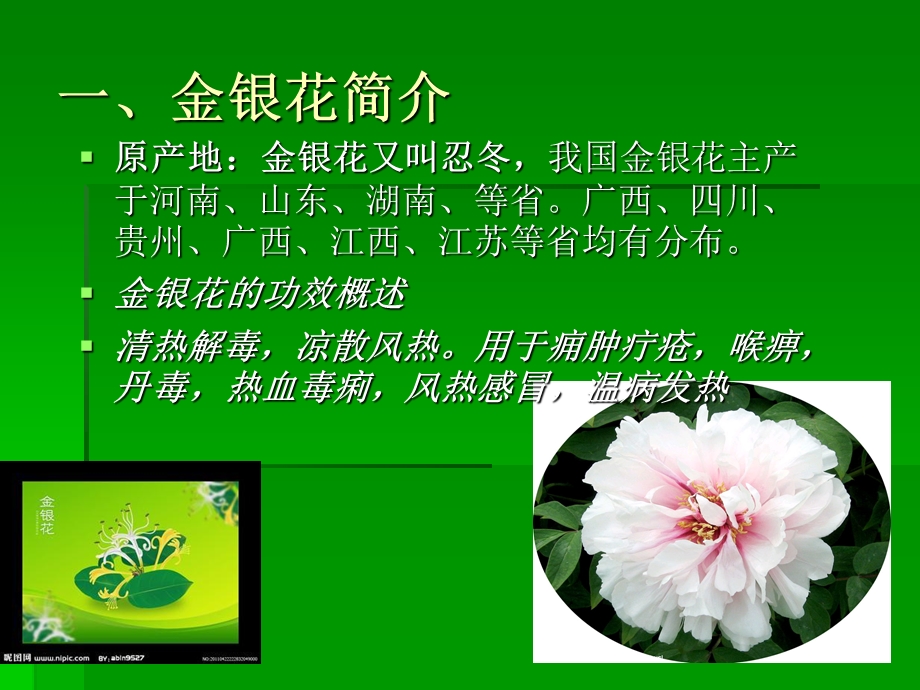 牡丹的药用价值 .ppt_第3页