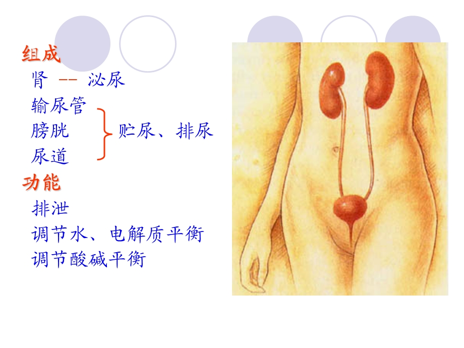 泌尿系统08放疗班.ppt_第2页