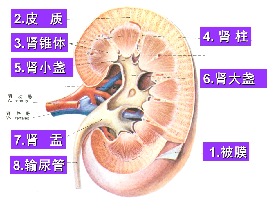 泌尿系统08放疗班.ppt_第3页